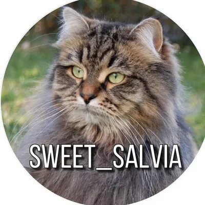Salvia ๐ธ๐ช profile