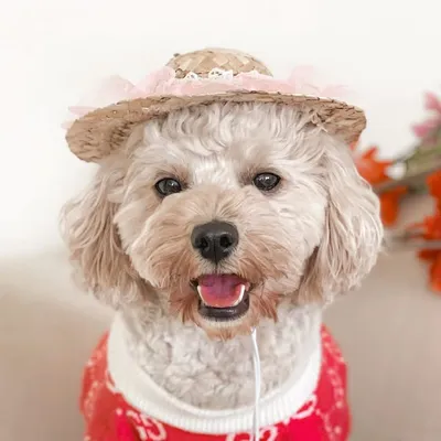 ๐ Apple the Cheeky Cavoodle โฟ profile