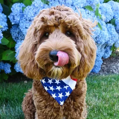 Sherman the Labradoodle profile