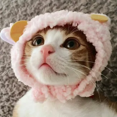 Sweet Cat Club profile