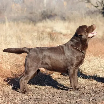 Sweetpoison retrievers the house of labrador & golden retriever profile