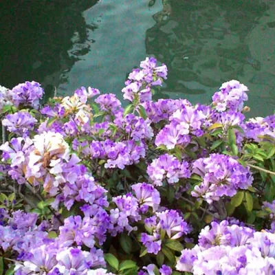 syarindean profile