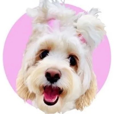 Sydney the Service Dog profile
