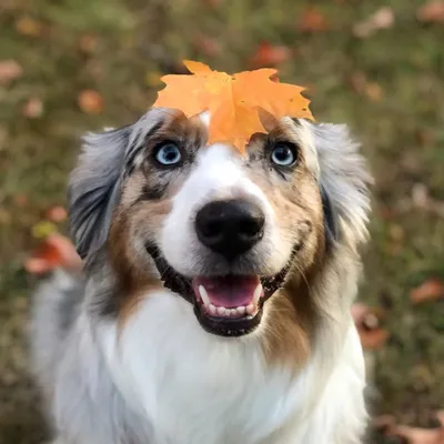 🐾Sydney🐾 profile