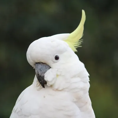Dani | Sydney Cockatoos profile