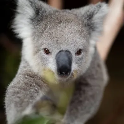 Symbio Wildlife Park profile