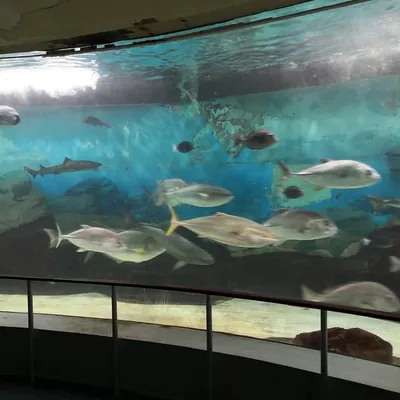 水族館ジャーナリストって呼ばれてみたい🐬 profile