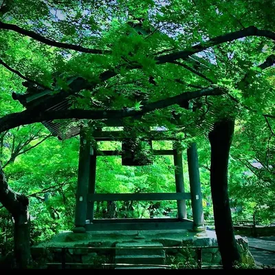 tabi.hiko_kyoto profile