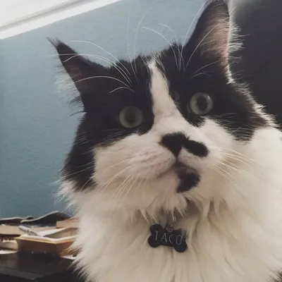 Taco Cat Says ๐ผ๐ฎ profile