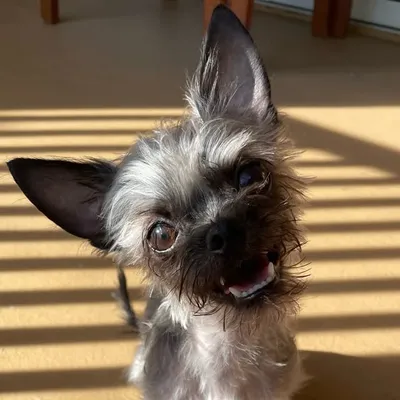 Taco the Chorkie profile