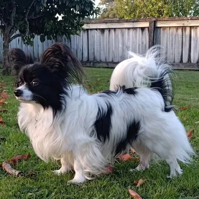 Maverick The Papillon profile
