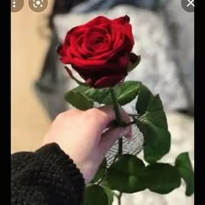 ٌبِسْمِ اللّهِ نُور profile