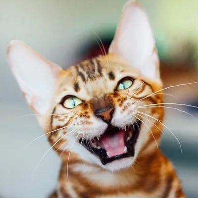 • Bengal Cat Tahri • profile