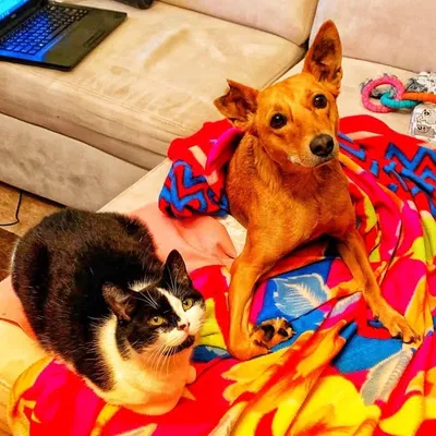 Dobby & Tiramisu | Disability awareness influencers profile