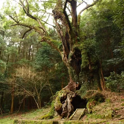 武雄神社【公式】⛩️~縁結び・開運・厄除けに霊験~ profile