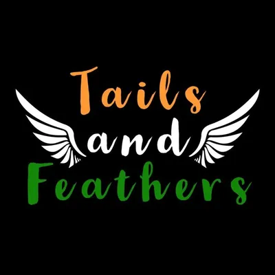 Tails and Feathers | Cockatiel Conure | Tamed birds Chennai profile