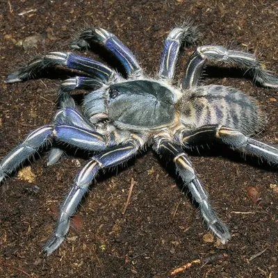 ⚡️Tarantulas World⚡️ profile