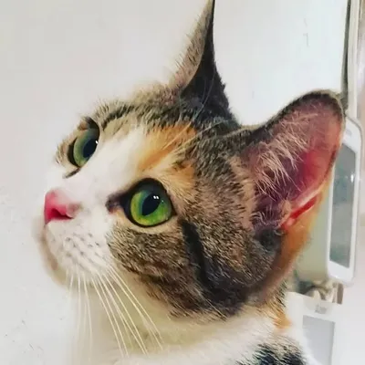 yokohama cat😸really like😻🎵 profile