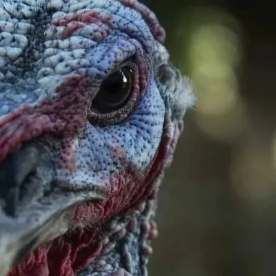 Team Turkey Man profile