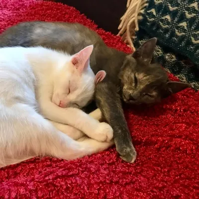 Fizz and Wednesday profile