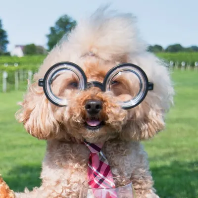 Teddy the Poodle ๐ฉ | NYC Dog profile