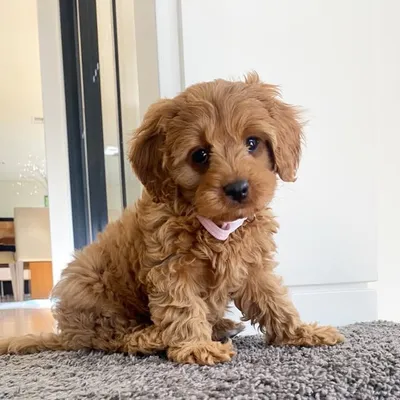 Teddi profile