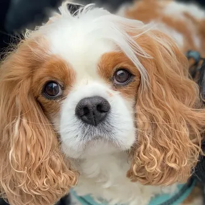 Angel Teddi, Cali & Loki profile