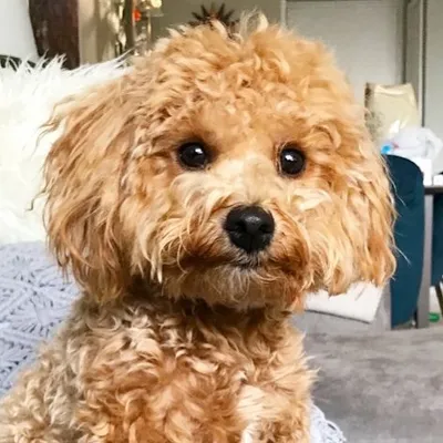 Teddi Pupperoni profile