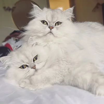 Teddy & Monty profile