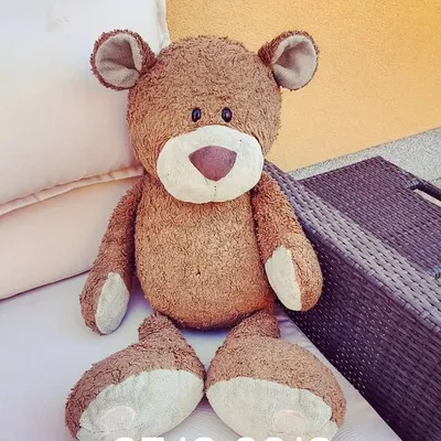 Teddy Bär profile