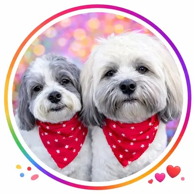 ๐KYLO & GEORGIE ๐ profile