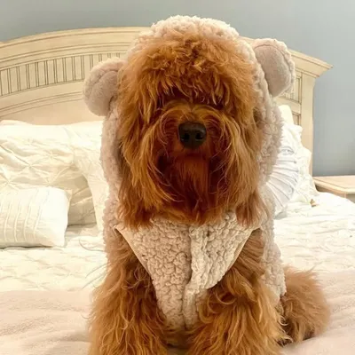 Theodore “Teddy” Bearocas profile