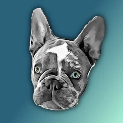 Teddy the Blue Frenchie Pup profile