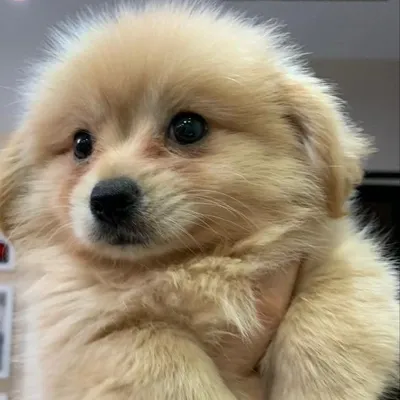 teddy profile