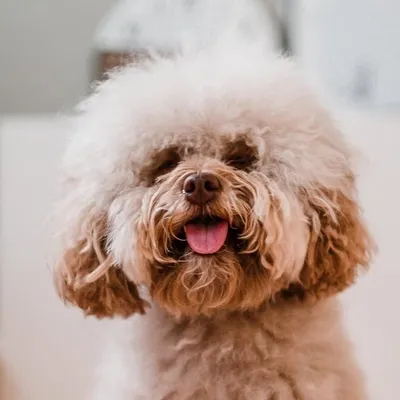 Juno ๐ป The real life teddy profile