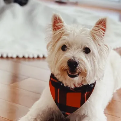 Teddy Rex profile
