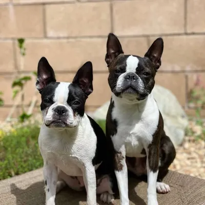 Telula & Myrtle profile