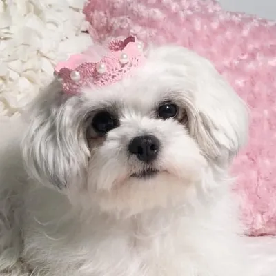 ๐พ๐ธ Tessa & Piper ๐ธ๐พ profile