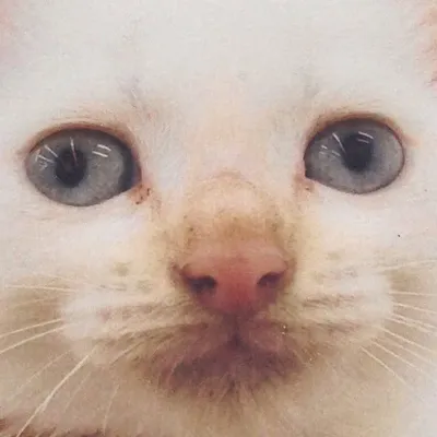 bastet profile