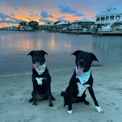 Tex and Rose profile