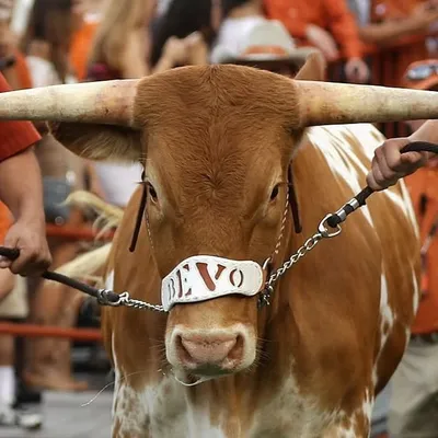 Bevo XV profile