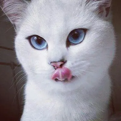 Cats Lovers !!! profile