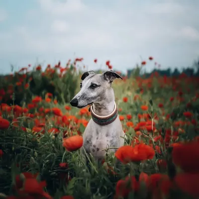 The Adventures of Thabo 🐾 profile