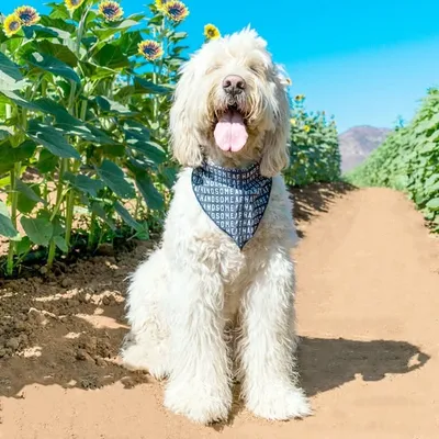 Theodore The Goldendoodle ๐ถ profile