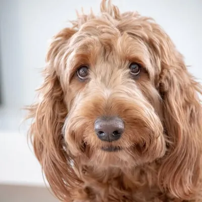 Murphy + Malibu profile