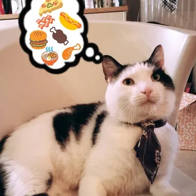 Jackson. Cat. Into chicks🐔 profile