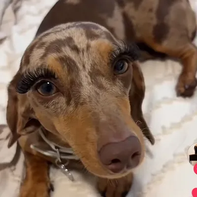 Zoë profile