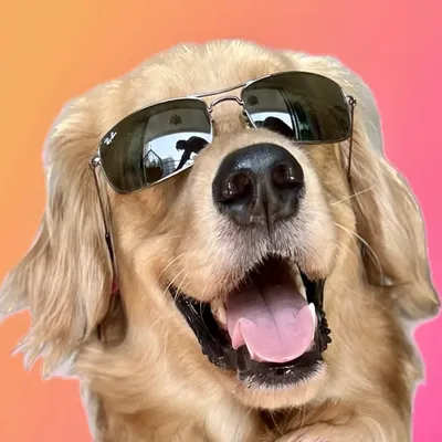 Frodo Doggins profile