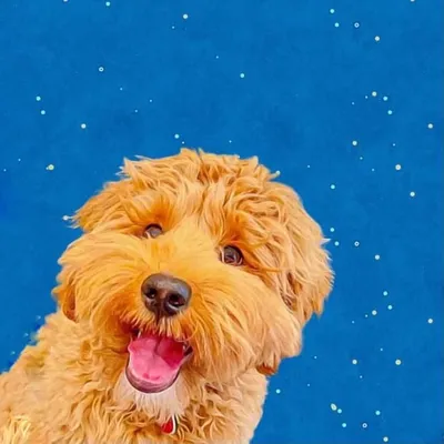 Hudson the Cavapoo ๐พ profile