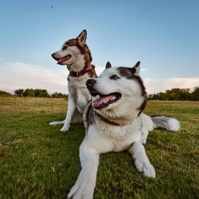 Kira & Lexi | Siberian Huskies profile
